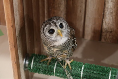 チャコモリフクロウ