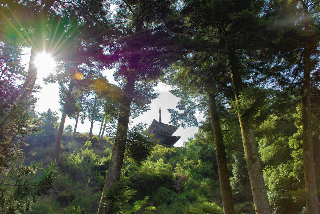 紫陽花寺