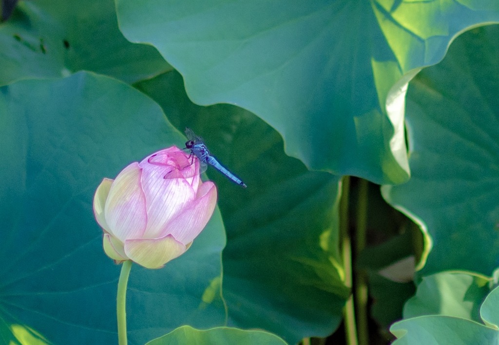 ハスの花とトンボ