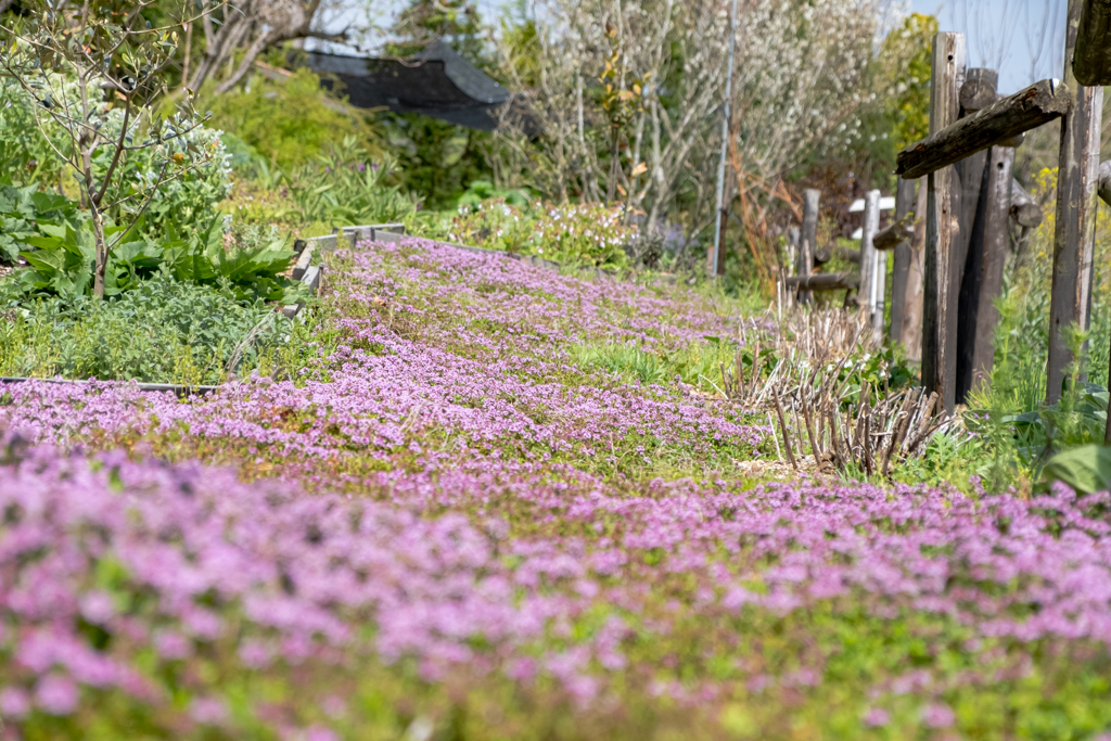 Photo散歩② 21/04/18