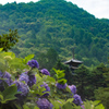 紫陽花寺へ