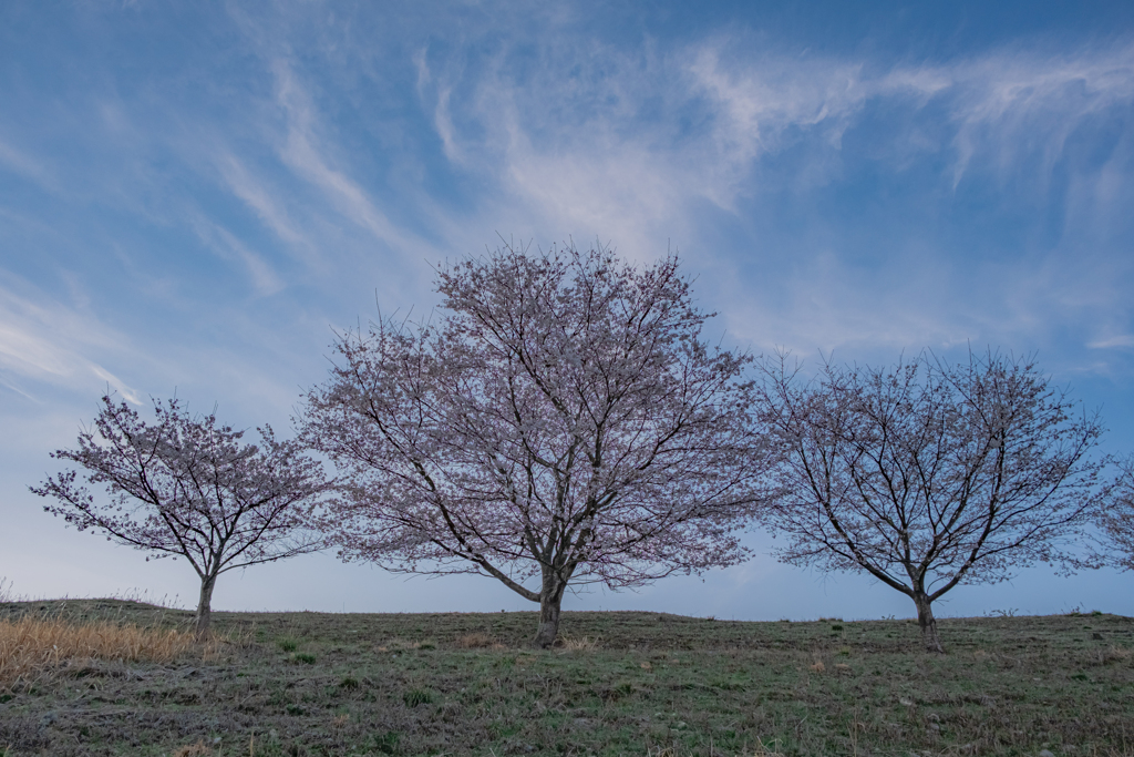 桜③