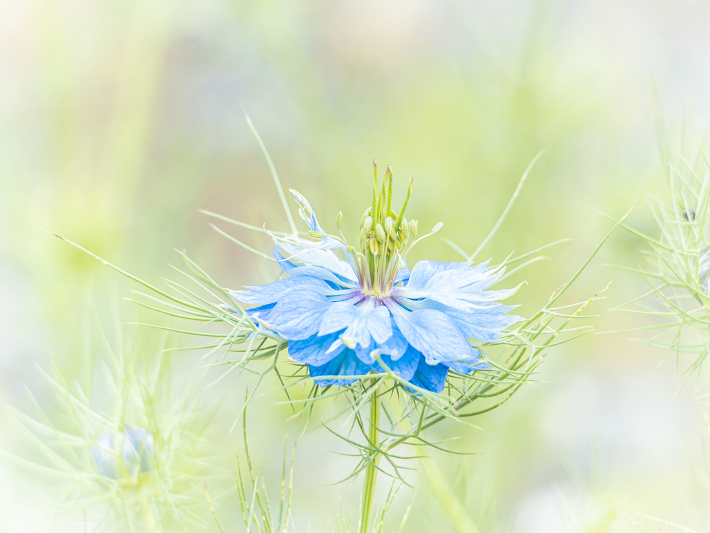 我が家の庭に自生する青い花