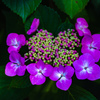 紫陽花