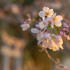 桜②