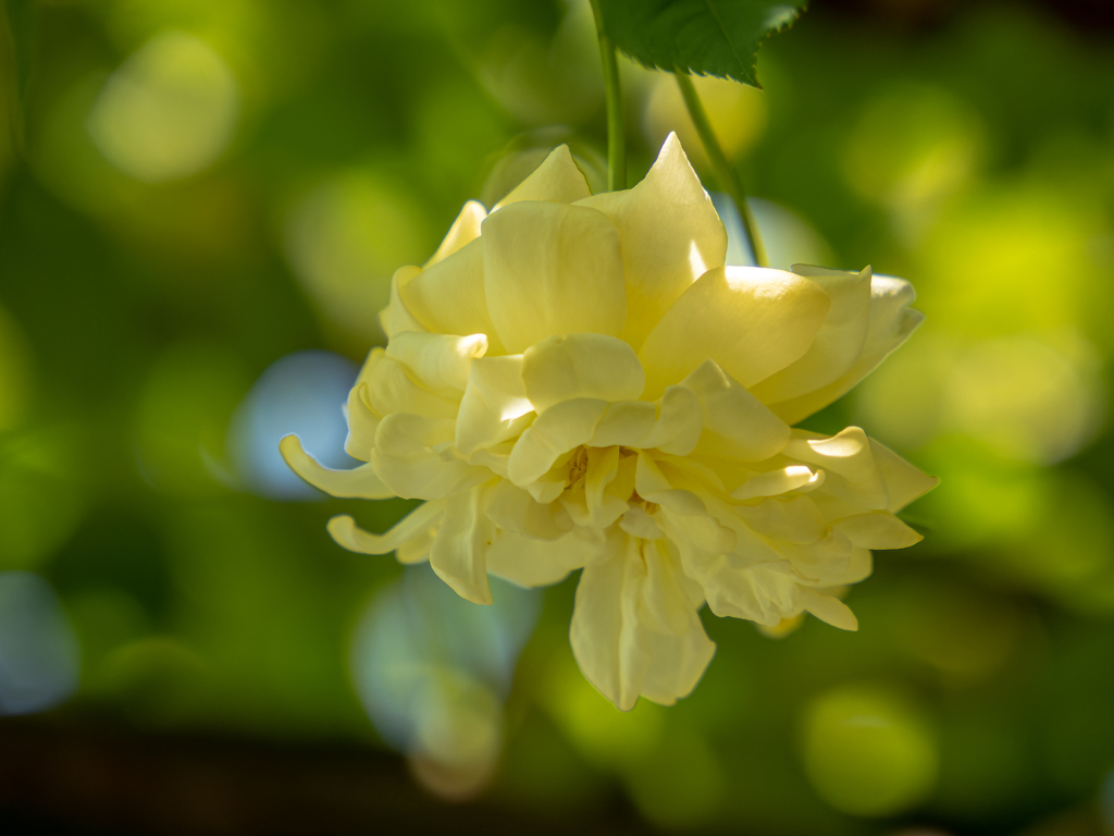 薔薇