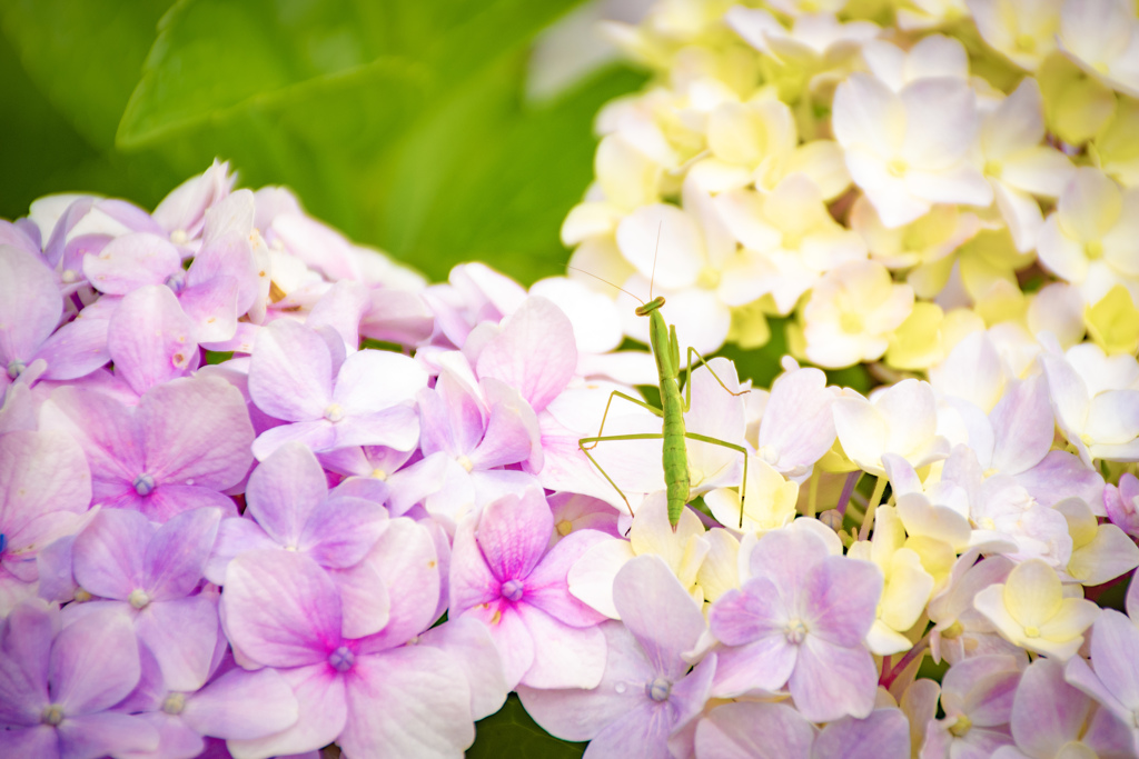 紫陽花