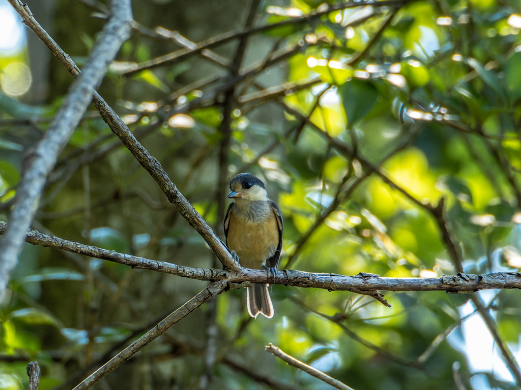 ヤマガラ幼鳥
