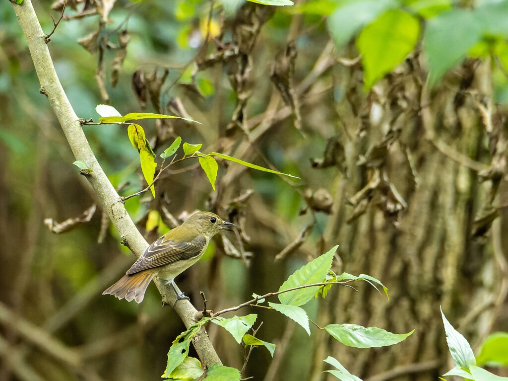 キビタキ♀