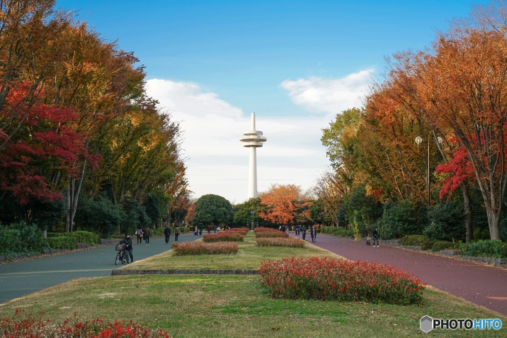 季節外れの紅葉