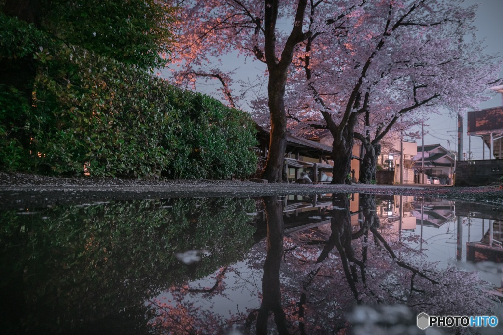 雨上がりの夜桜