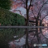 雨上がりの夜桜