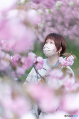 『八重桜とワタシ』