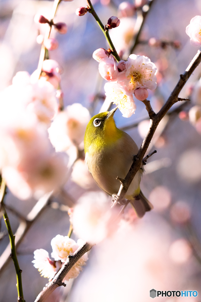 お花見