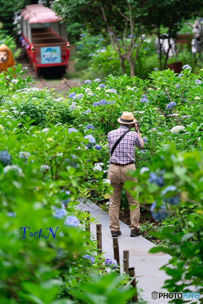 路面電車と紫陽花 時々カメラマン