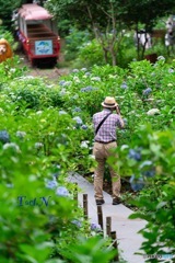 路面電車と紫陽花 時々カメラマン