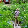 路面電車と紫陽花 時々カメラマン