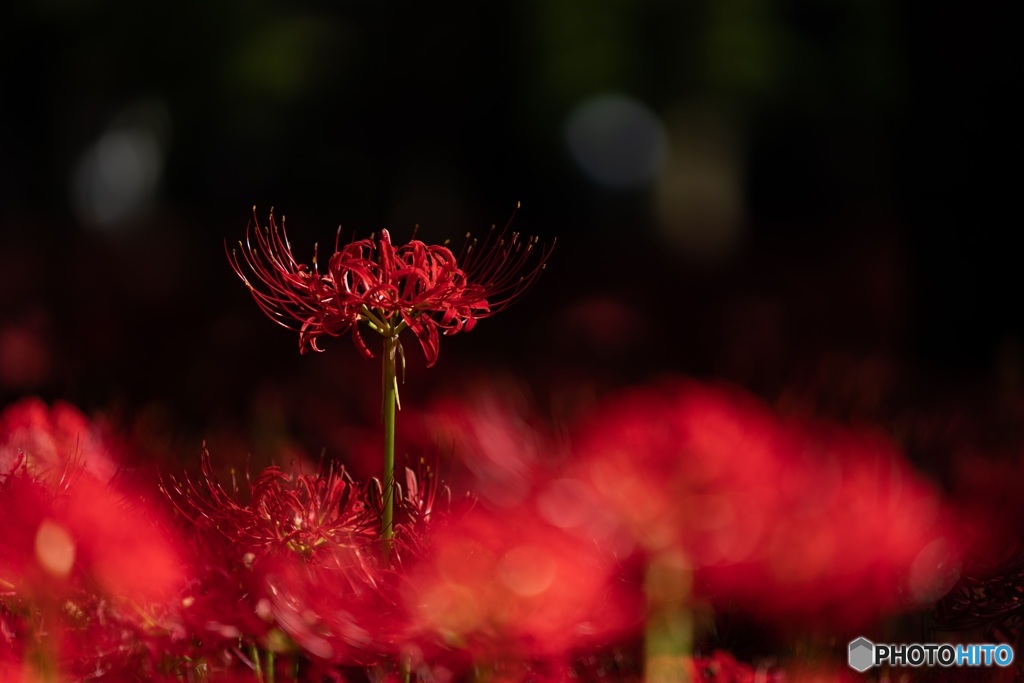 Red Spider Lily