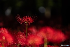 Red Spider Lily