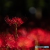 Red Spider Lily