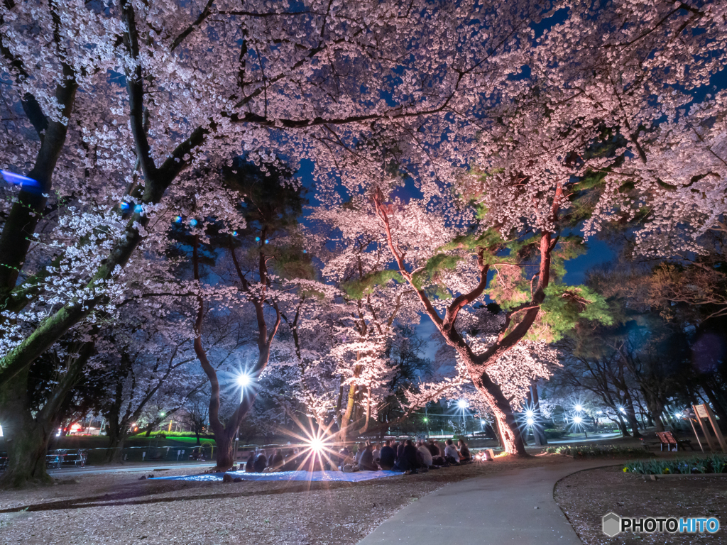夜×桜