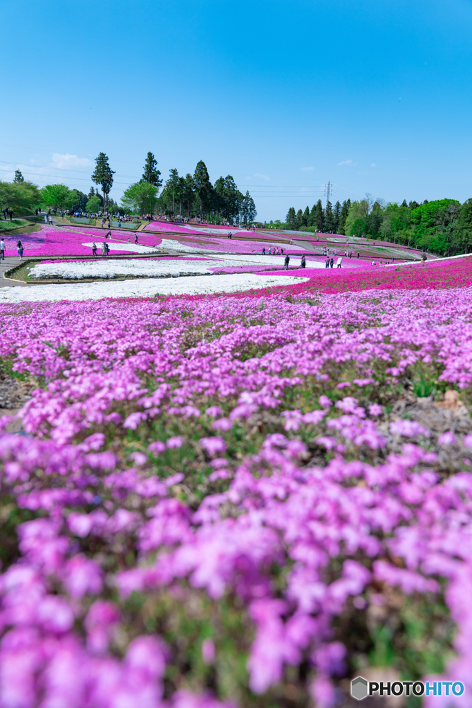 花便り