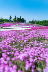 花便り