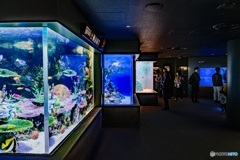 Aquarium