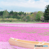 芝桜と船と富士