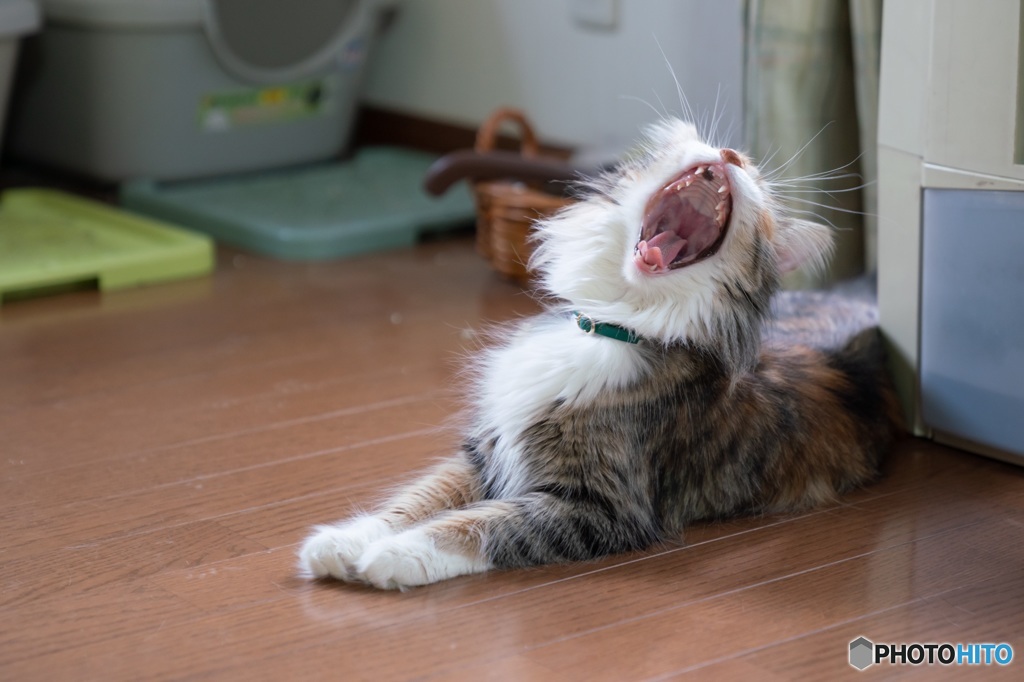 Yawn Cat