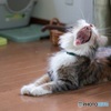 Yawn Cat