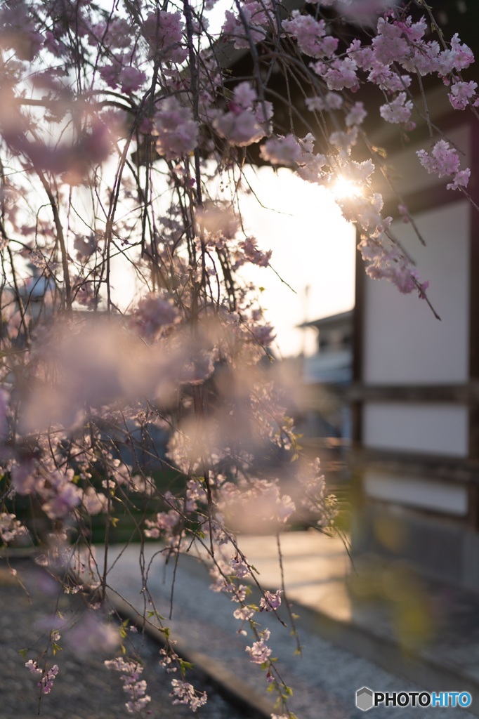 七曲の枝垂桜