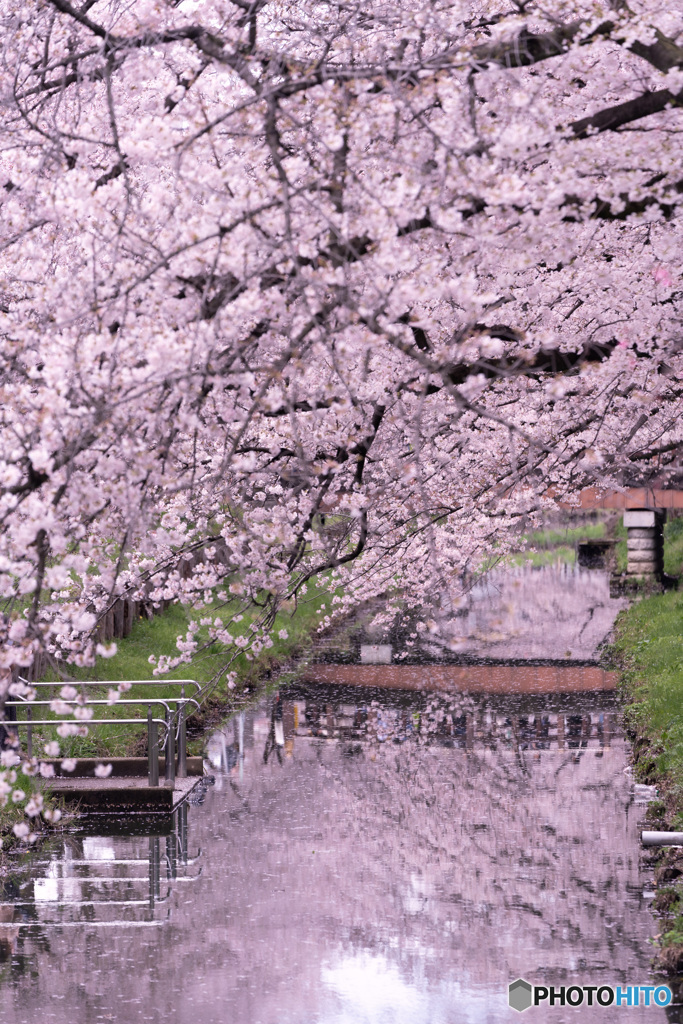 映シ桜