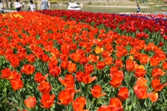 明石海峡公園「花カーニバル」