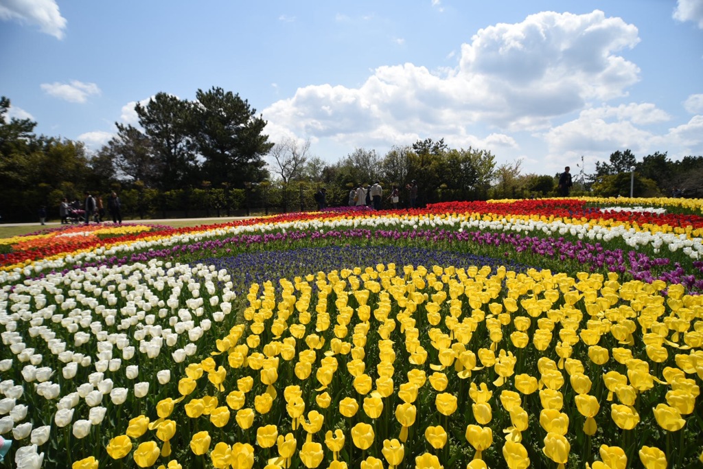 明石海峡公園「花カーニバル」