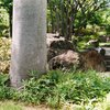 かくれんぼ