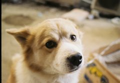 2018年　戌年