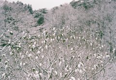 この冬の白さに