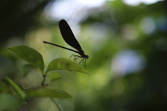 黒蜻蛉