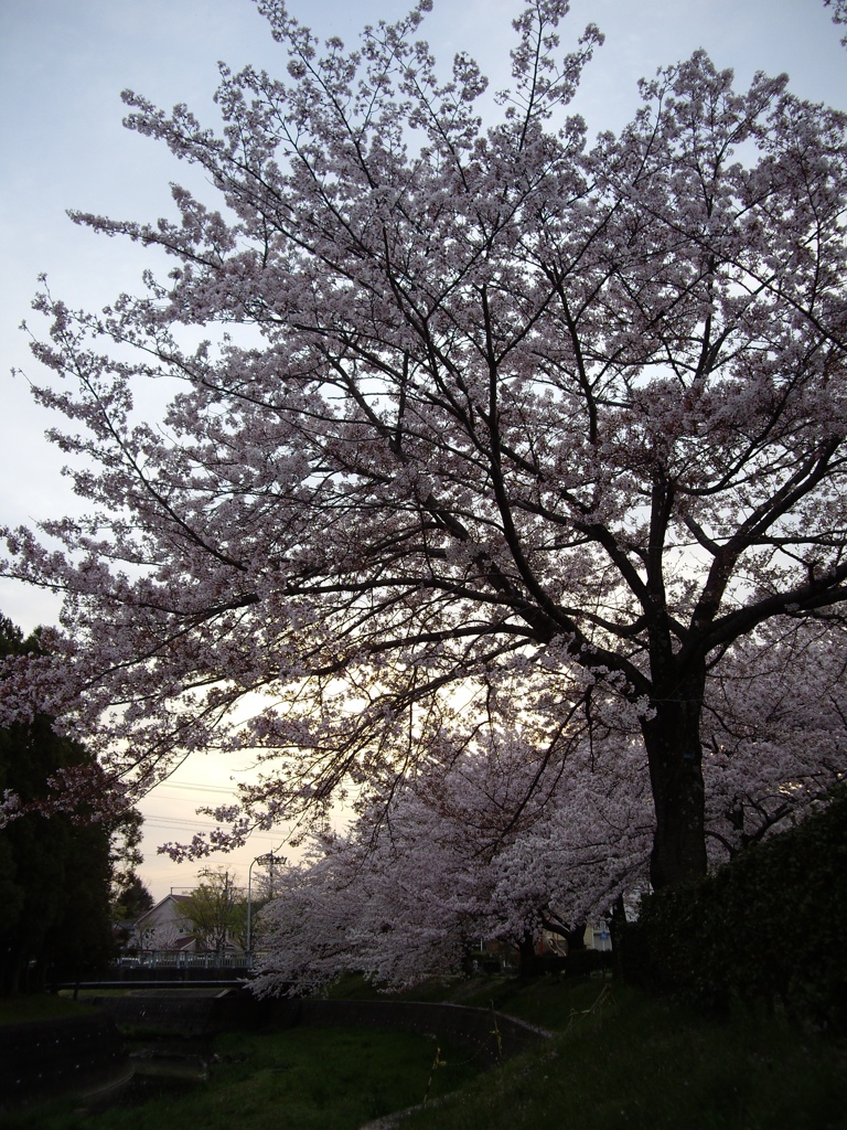 桜