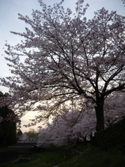 桜