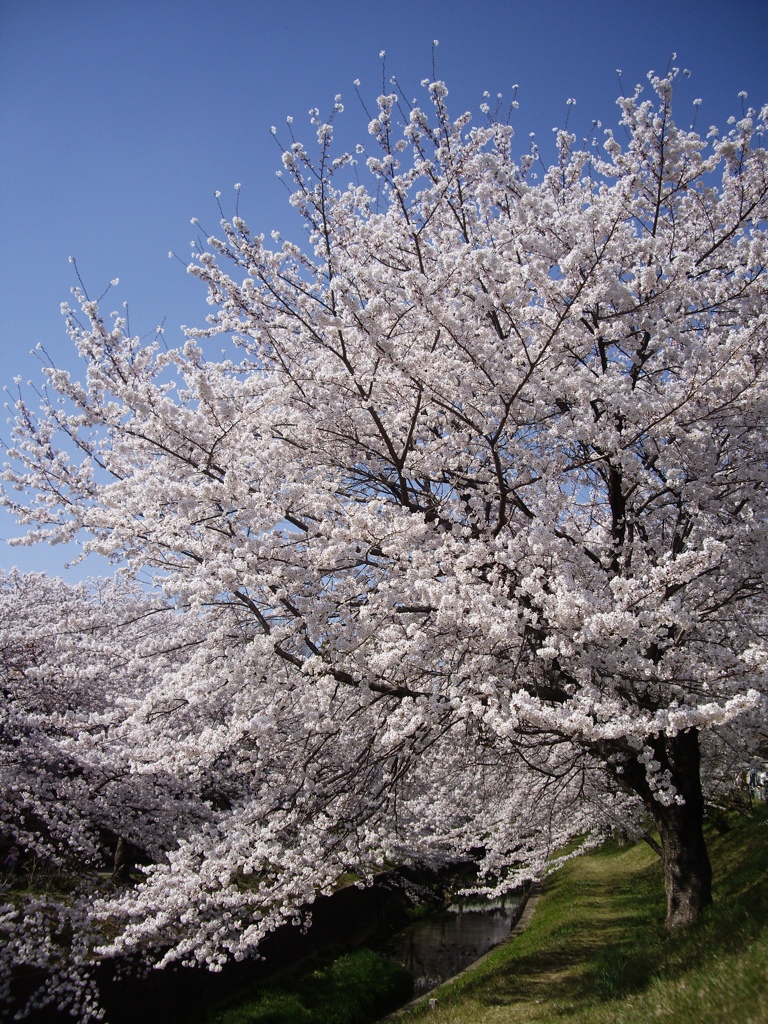 桜