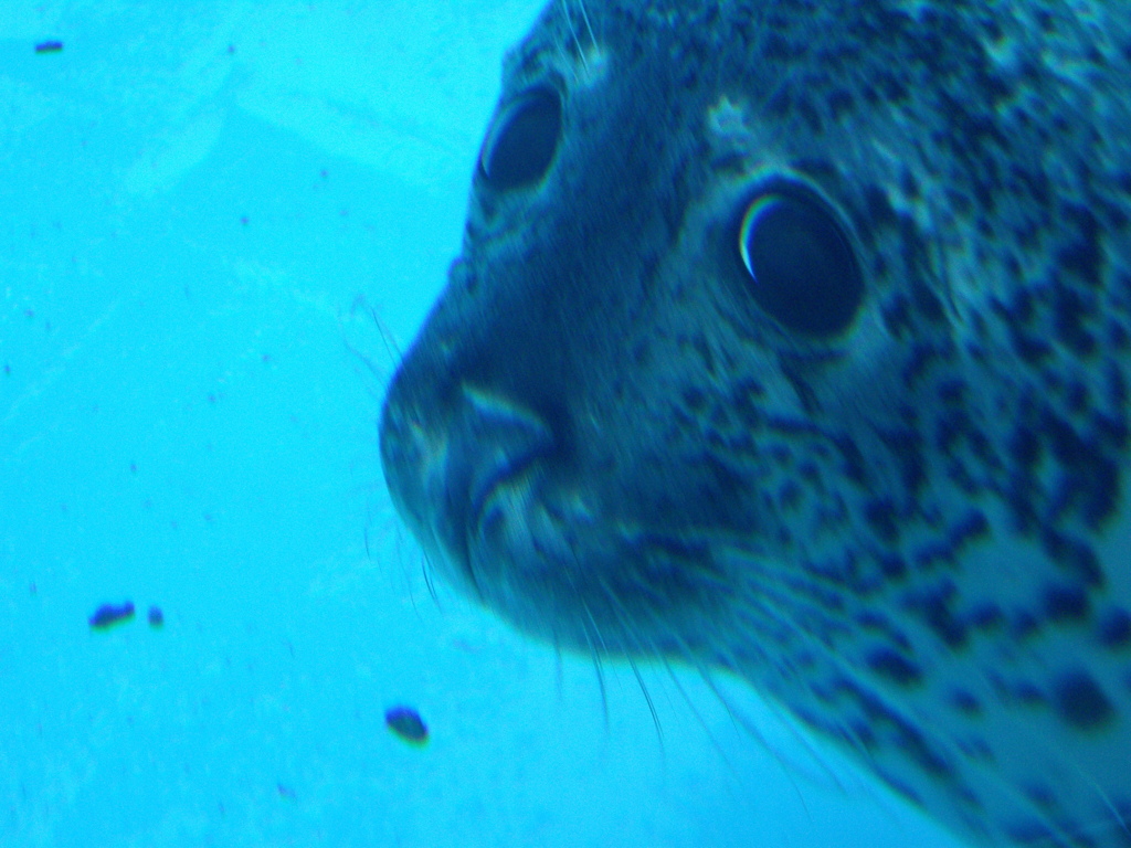名古屋港水族館にて