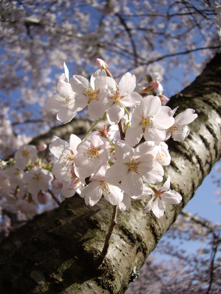 桜