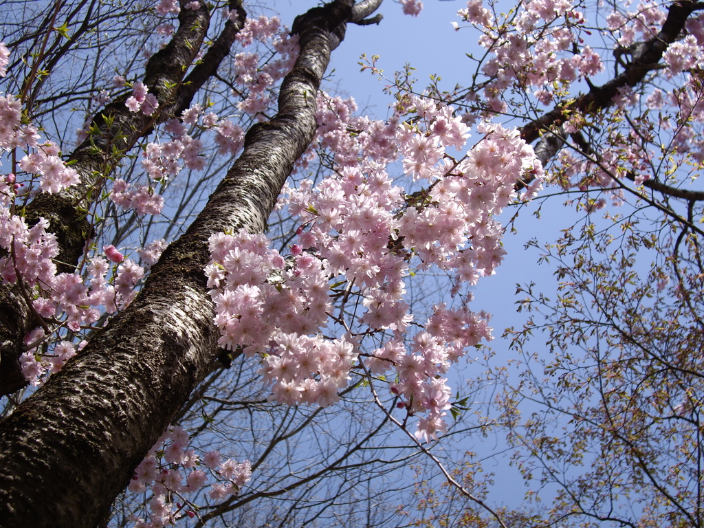 桜