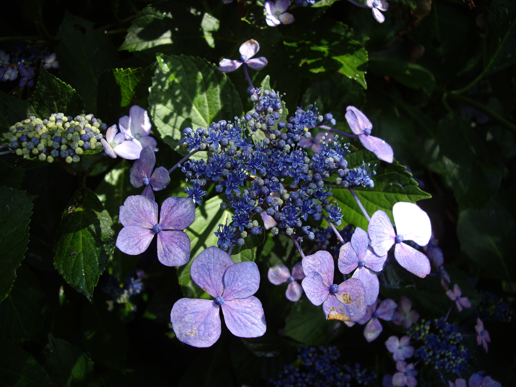 額紫陽花