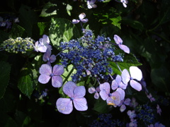 額紫陽花