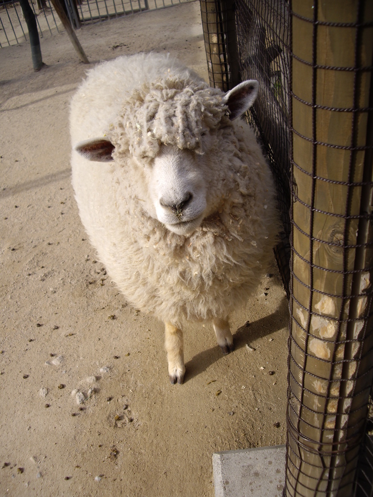 岡崎市東公園動物園にて