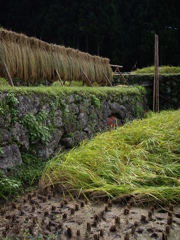四谷千枚田にて