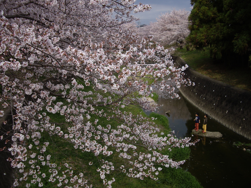 桜を見つめる子供たち